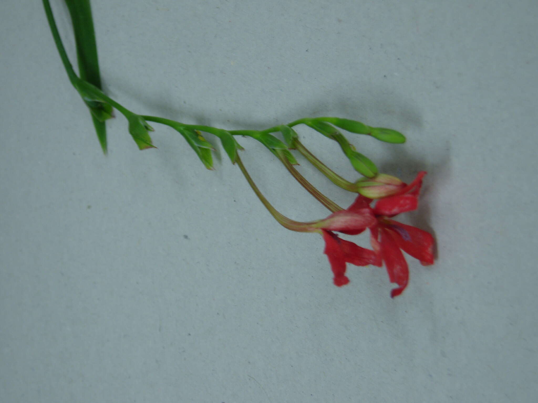 Image of false freesia