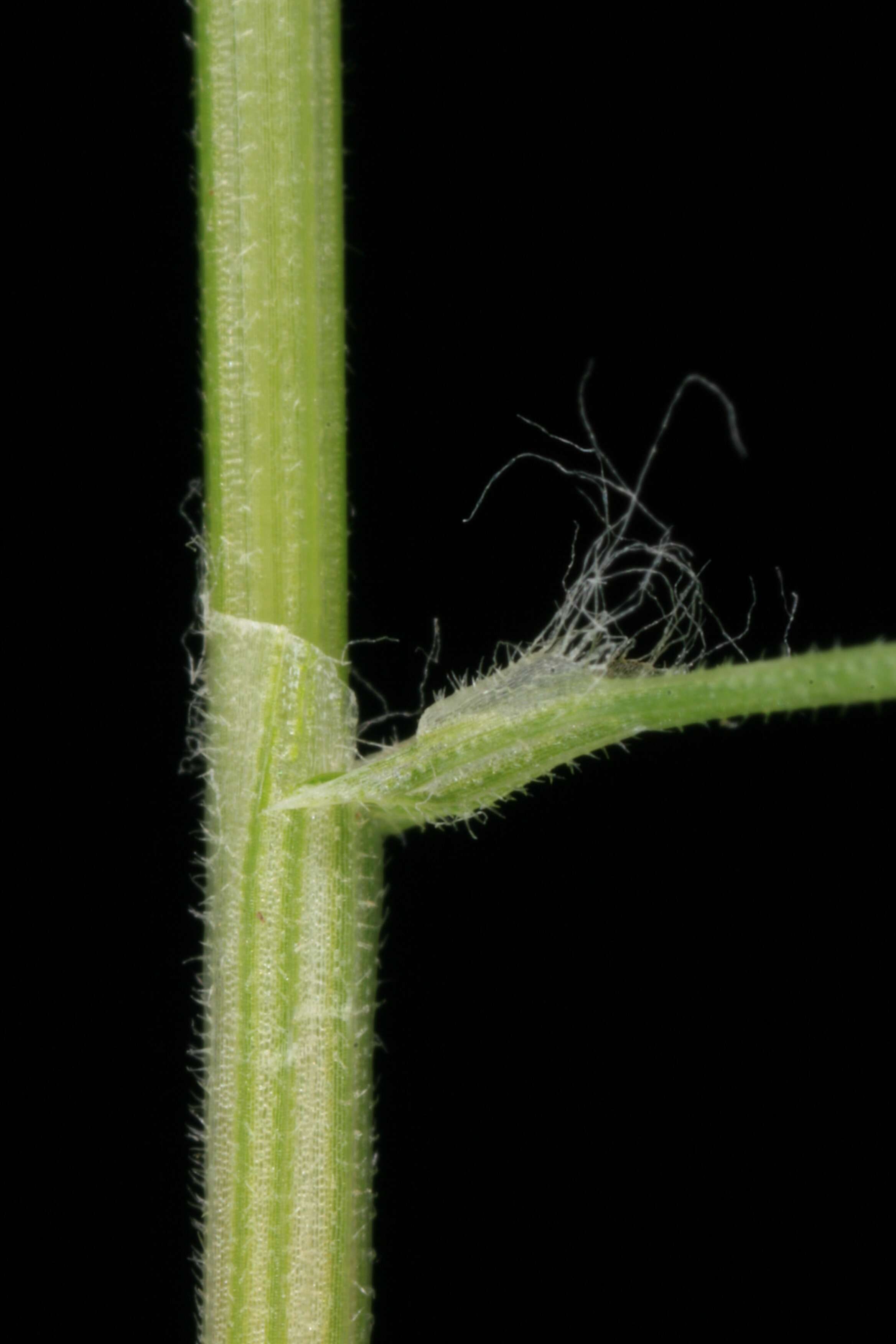 Image of Fimbristylis cinnamometorum (Vahl) Kunth