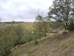 Image of black locust