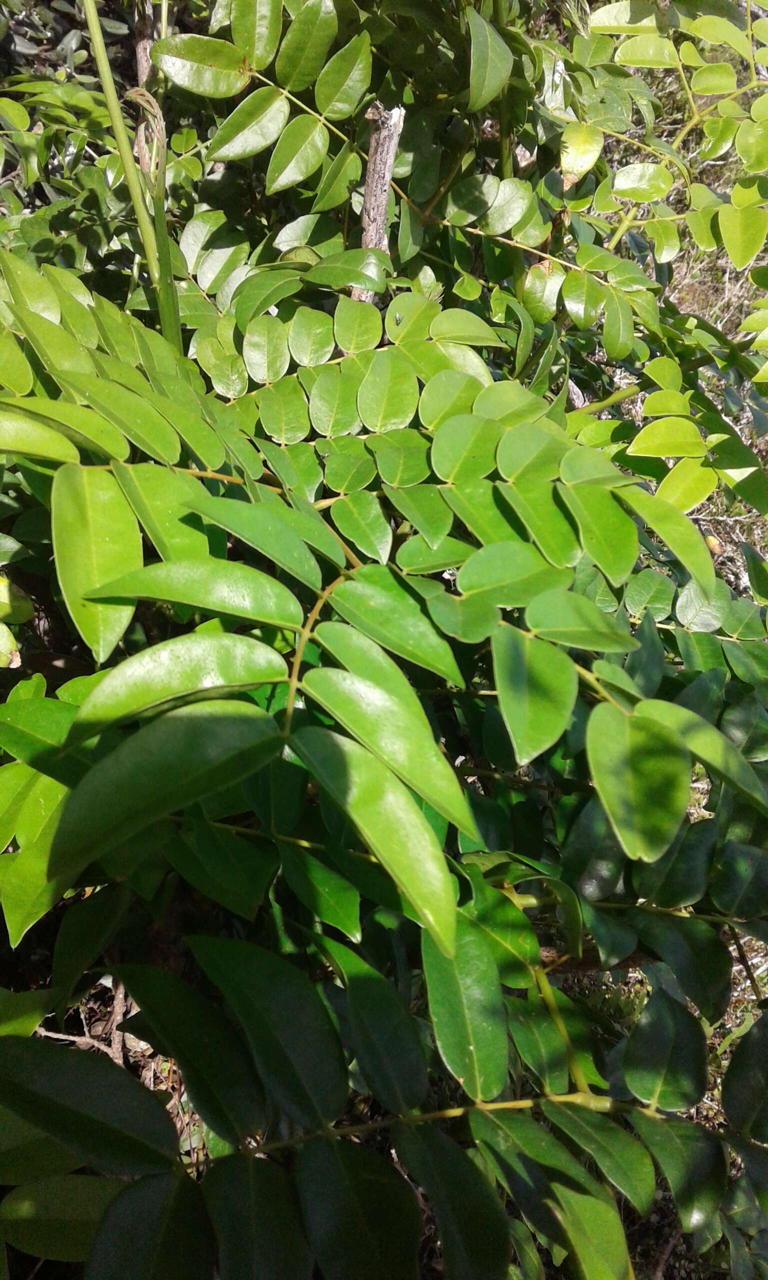 Image of Brown Nickarbean