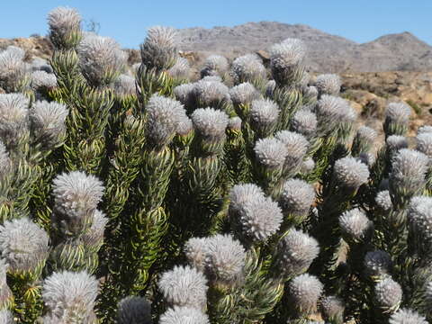 Image of Featherhead