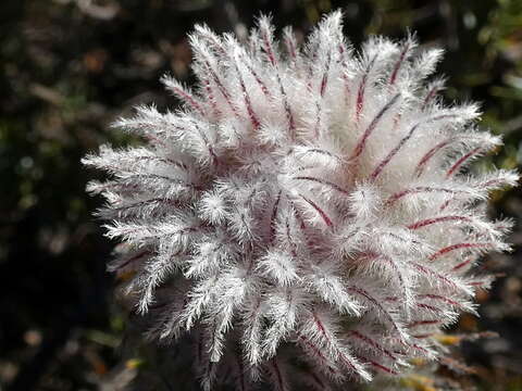 Image of Featherhead