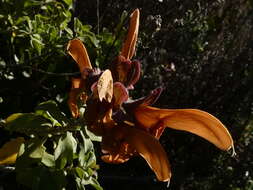 Image of Dune sage