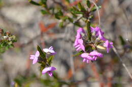 Image of Heath Mirbelia