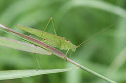 Image of sickle-bearing bush-cricket