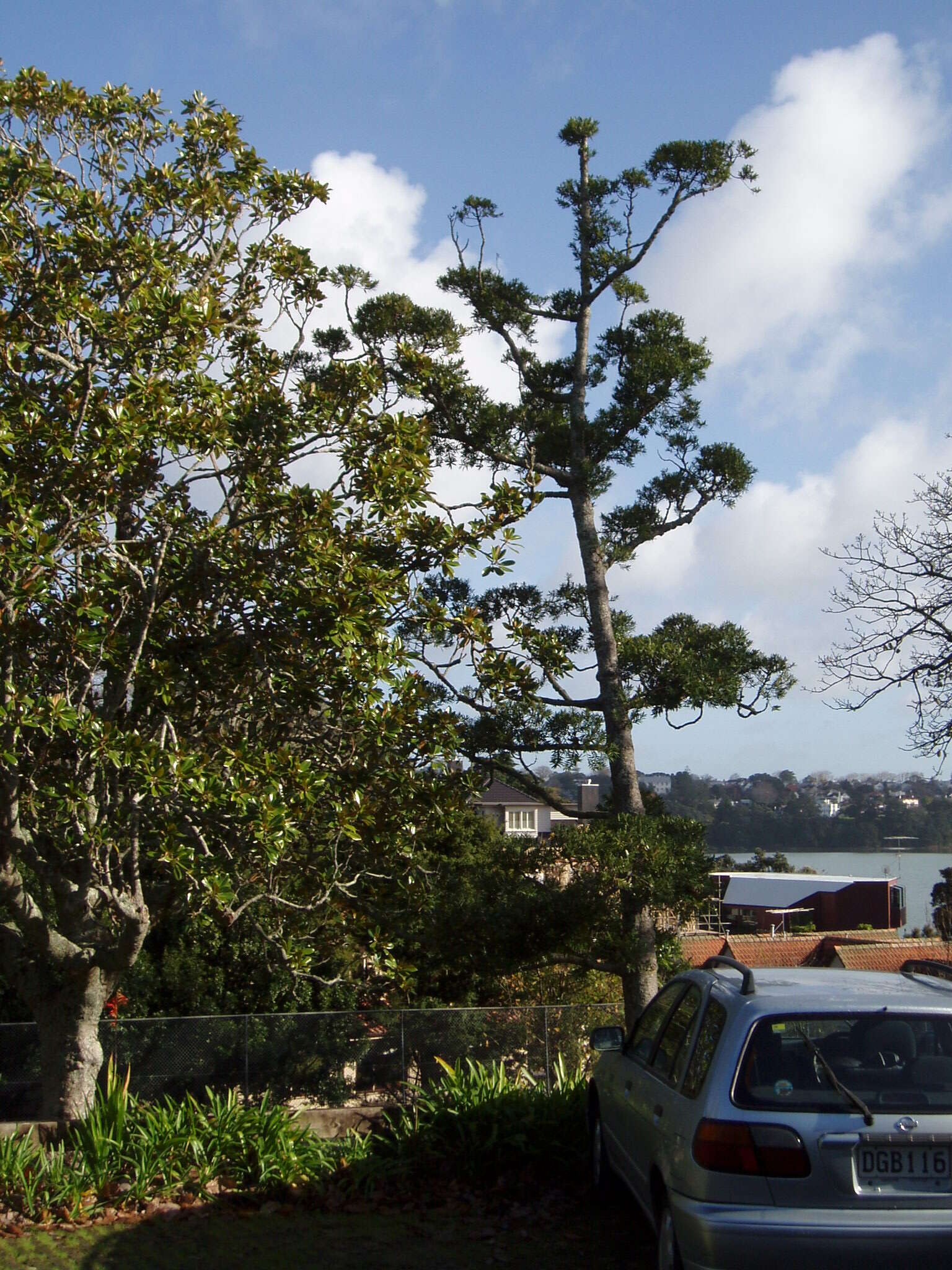 Image of white kauri