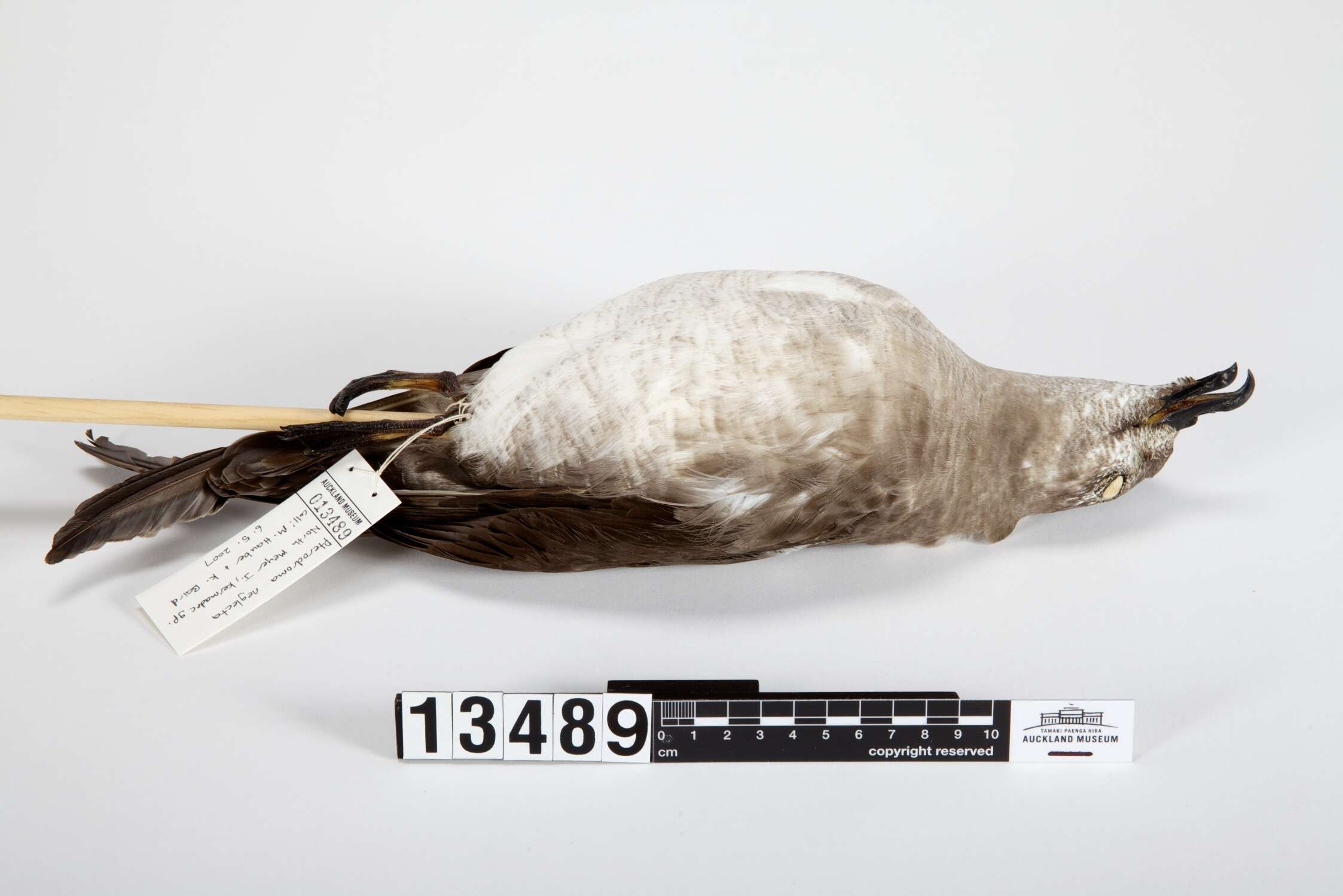 Image of Kermadec Petrel