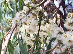 Image of gray gum