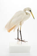 Image of Eastern great egret