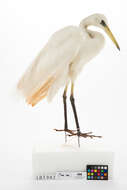 Image of Eastern great egret