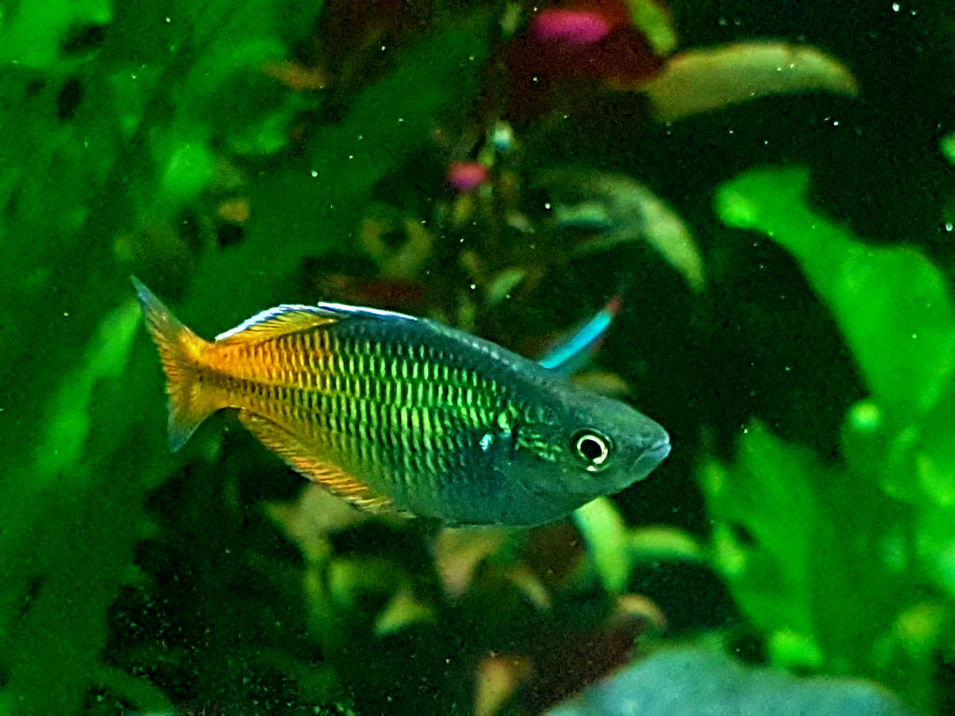 Image of Boeseman's Rainbowfish