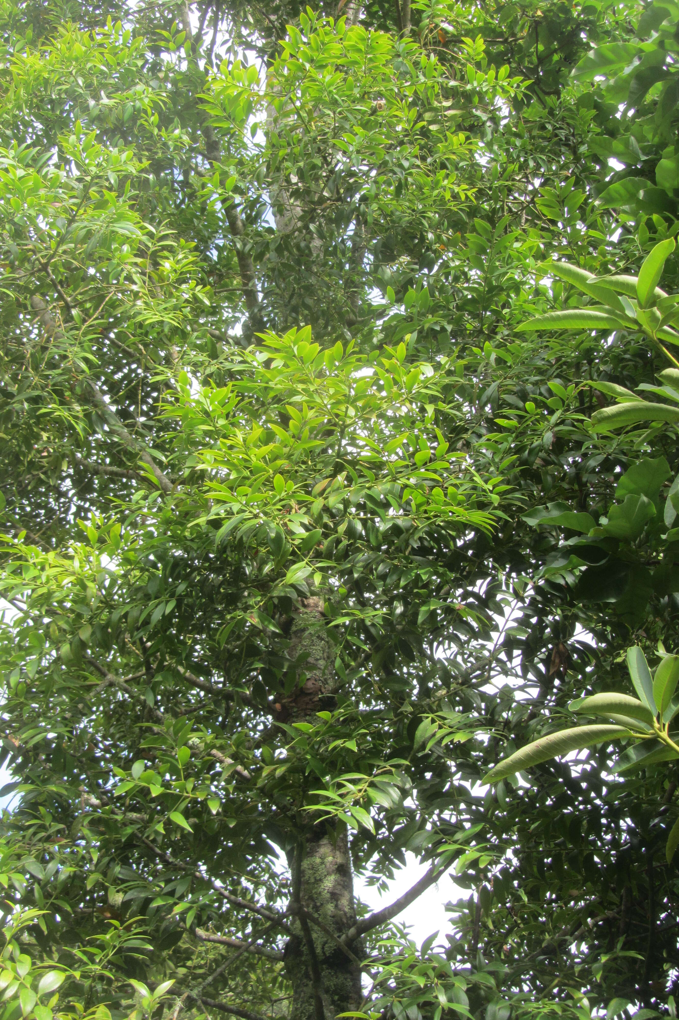 Image of Kinabalu kauri