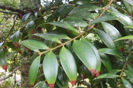 Image of Kinabalu kauri