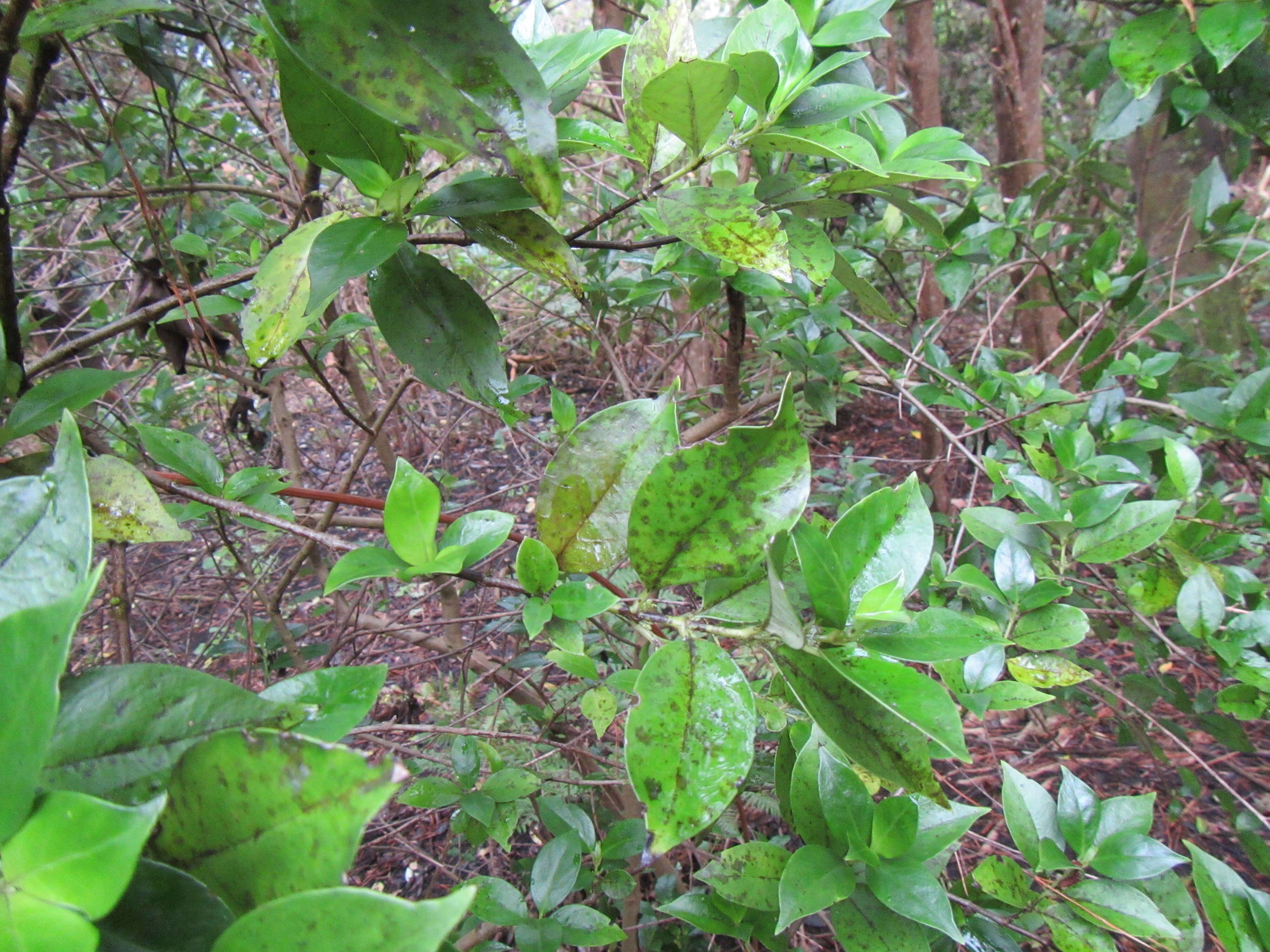 Imagem de Geniostoma rupestre var. ligustrifolium (Cunn.) B. J. Conn