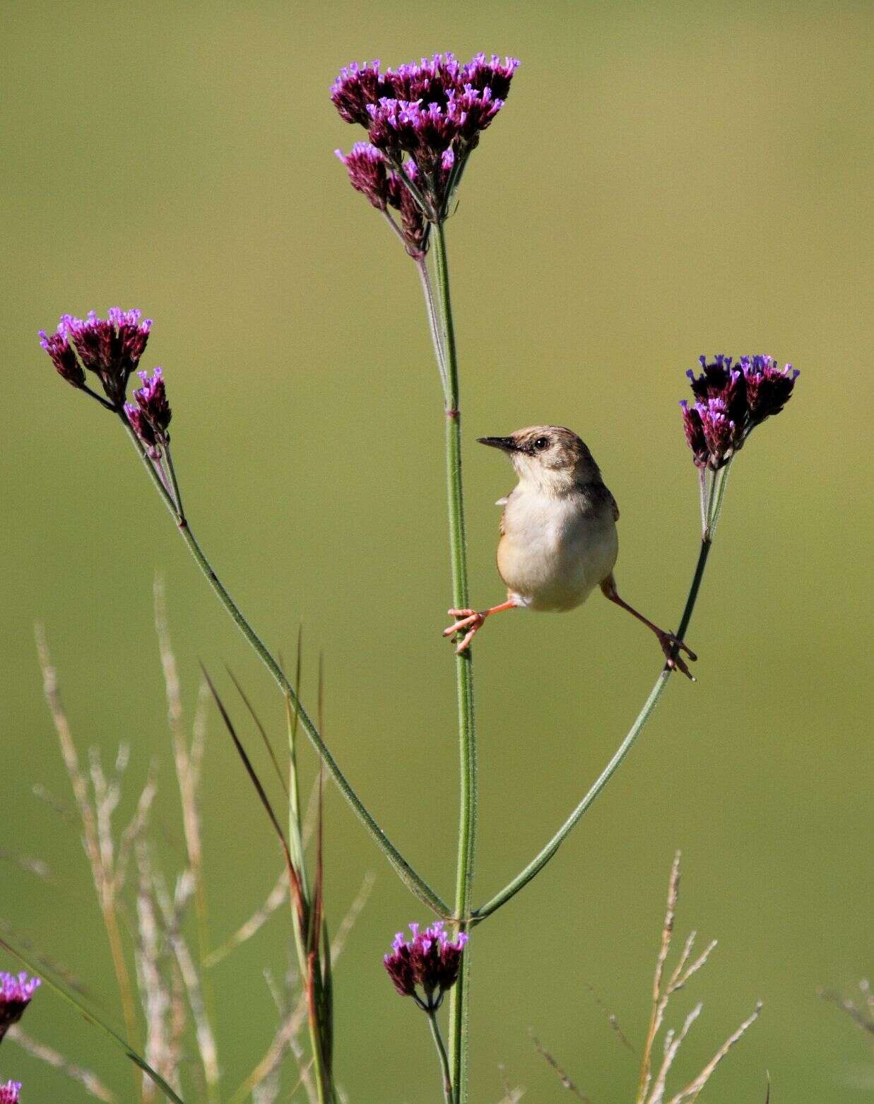Image of Pale-crowned Cisticola