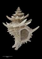 Image of Babelomurex wormaldi (Powell 1971)