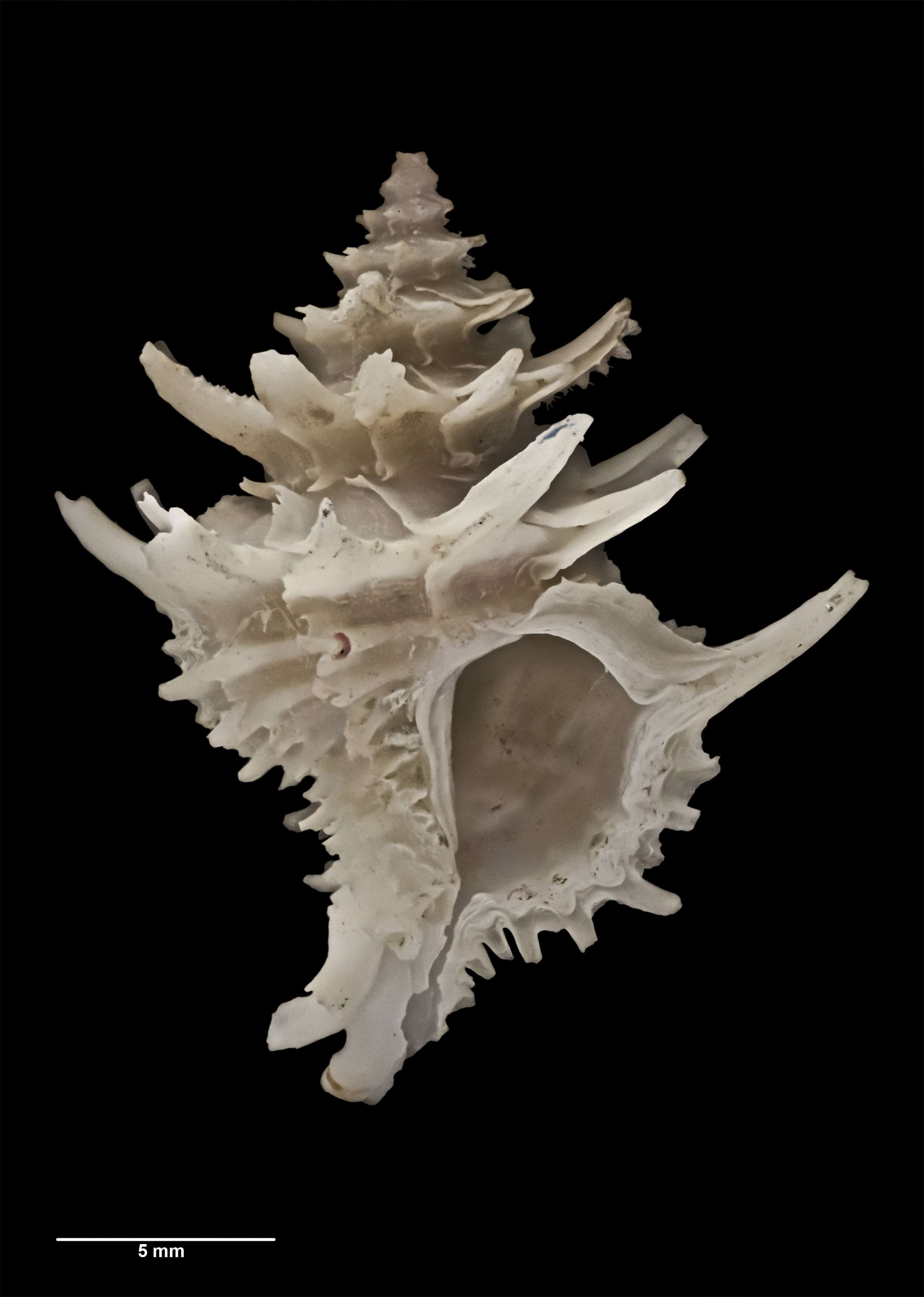 Image of Babelomurex wormaldi (Powell 1971)