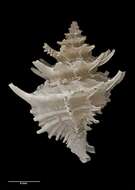 Image of Babelomurex wormaldi (Powell 1971)