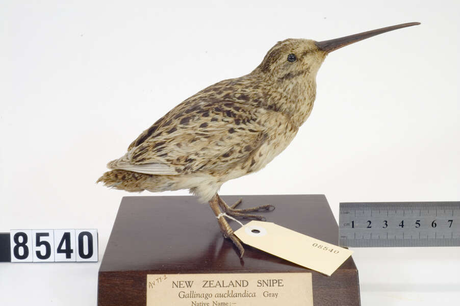 Image of Auckland Snipe