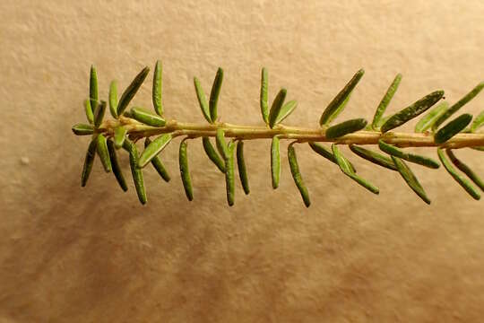 Image of black crowberry