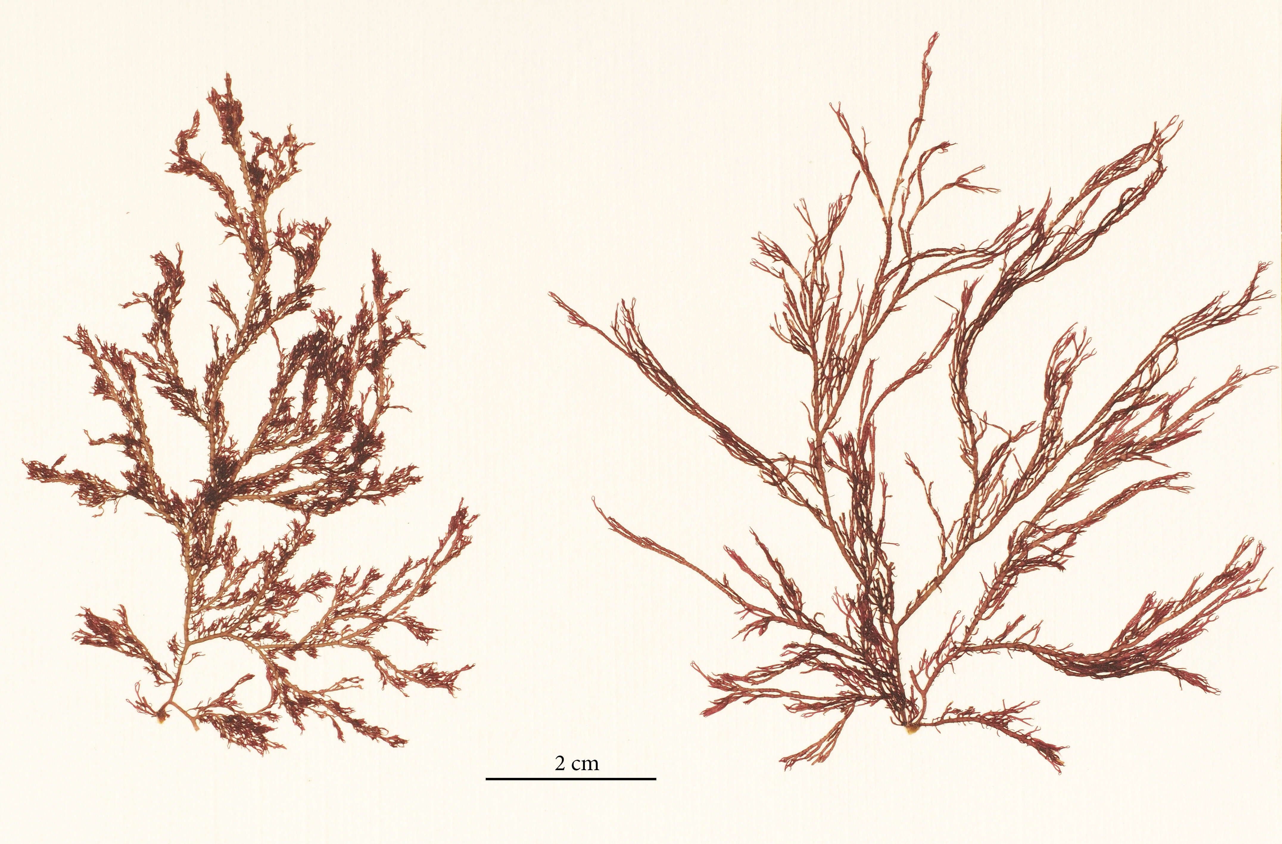 Image of Ceramium virgatum