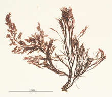 Image of Polysiphonia elongata