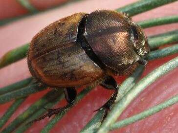 Image of Onthophagus (Palaeonthophagus) coenobita (Herbst 1783)