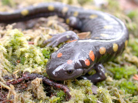 Слика од Ambystoma maculatum (Shaw 1802)