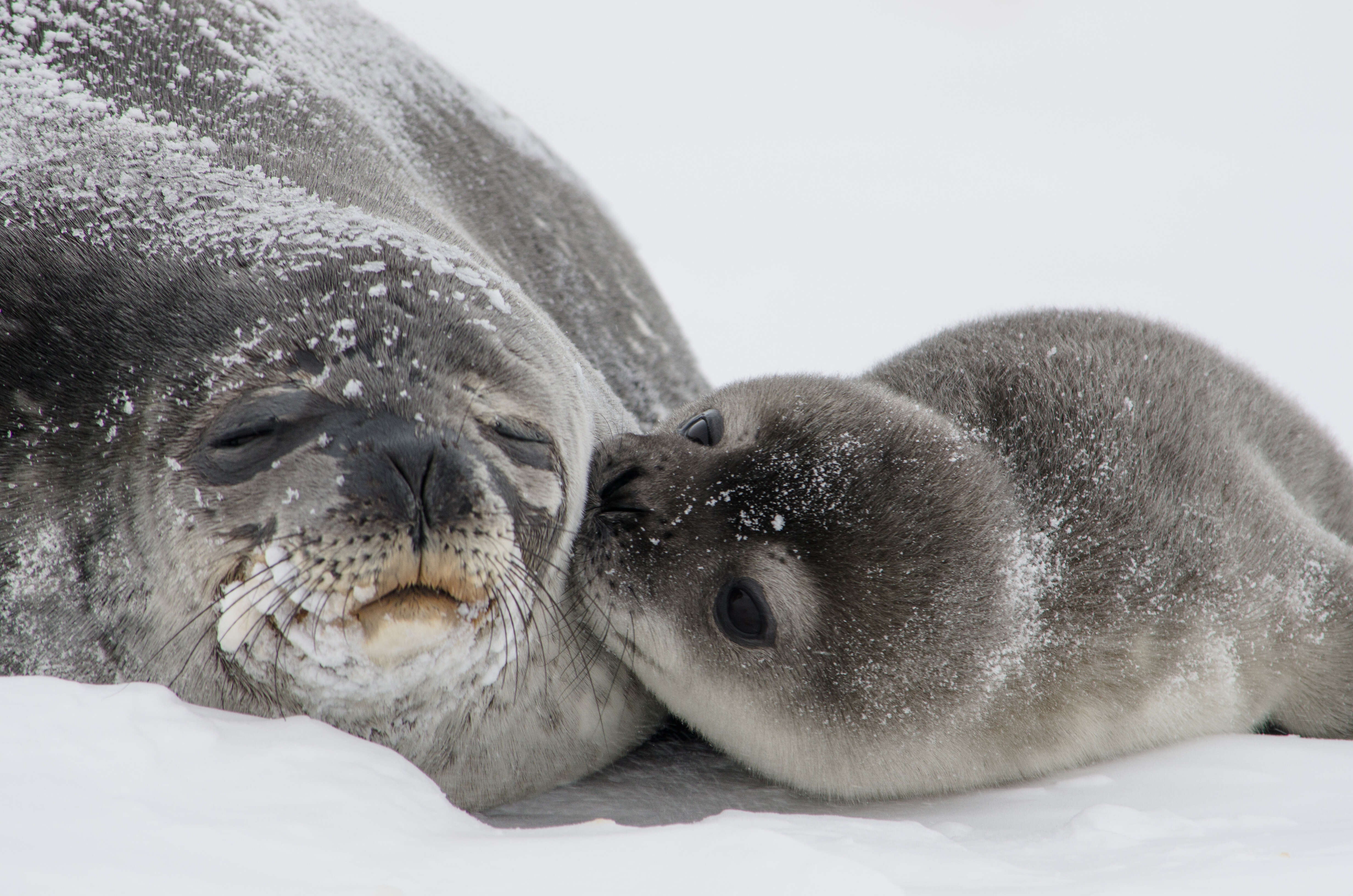 Image of Weddell seal