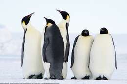 Image of Emperor Penguin