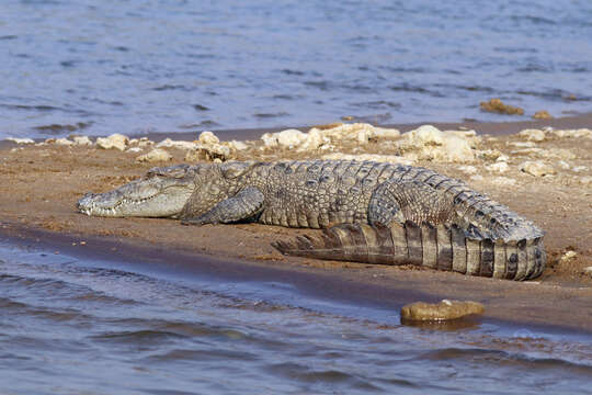 Image of Broad-snouted Crocodile