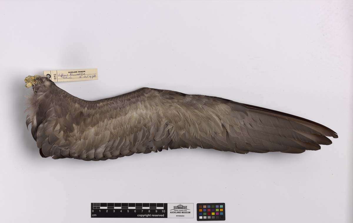 Image of Short-tailed Shearwater