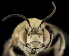 Image of Rocky Mountain Anthophora