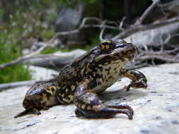 Image of Mountain Yellow-legged Frog