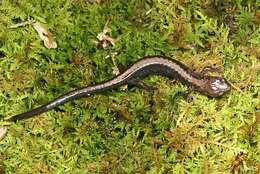 Image of Shenandoah Salamander