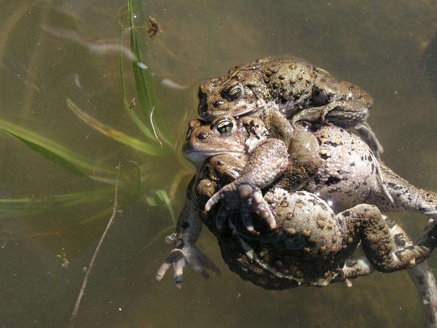 Image of western toad