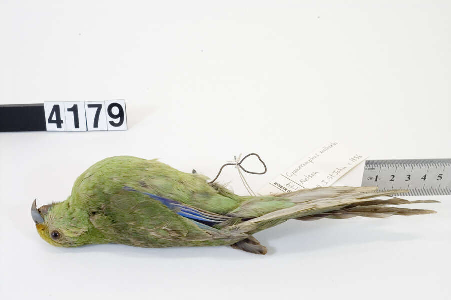 Image of Malherbe's Parakeet