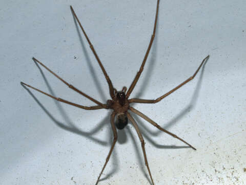 Image of Mediterranean recluse spiderman