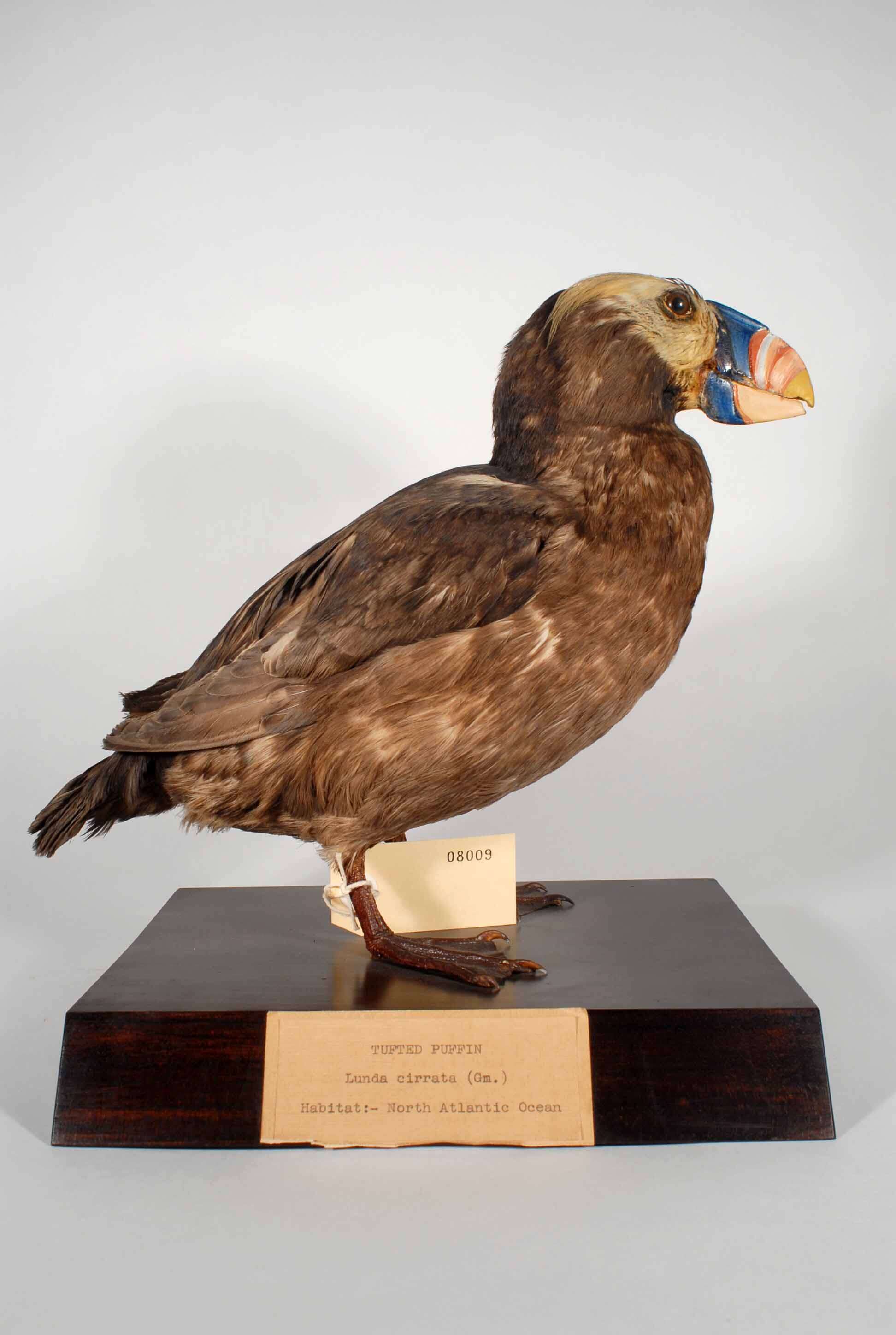 Image of Tufted Puffin