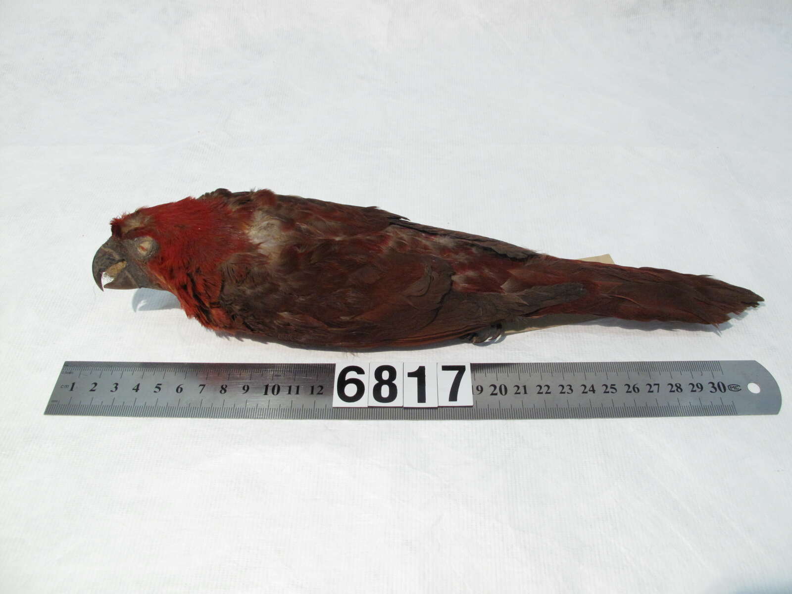 Image of Chalcopsitta cardinalis