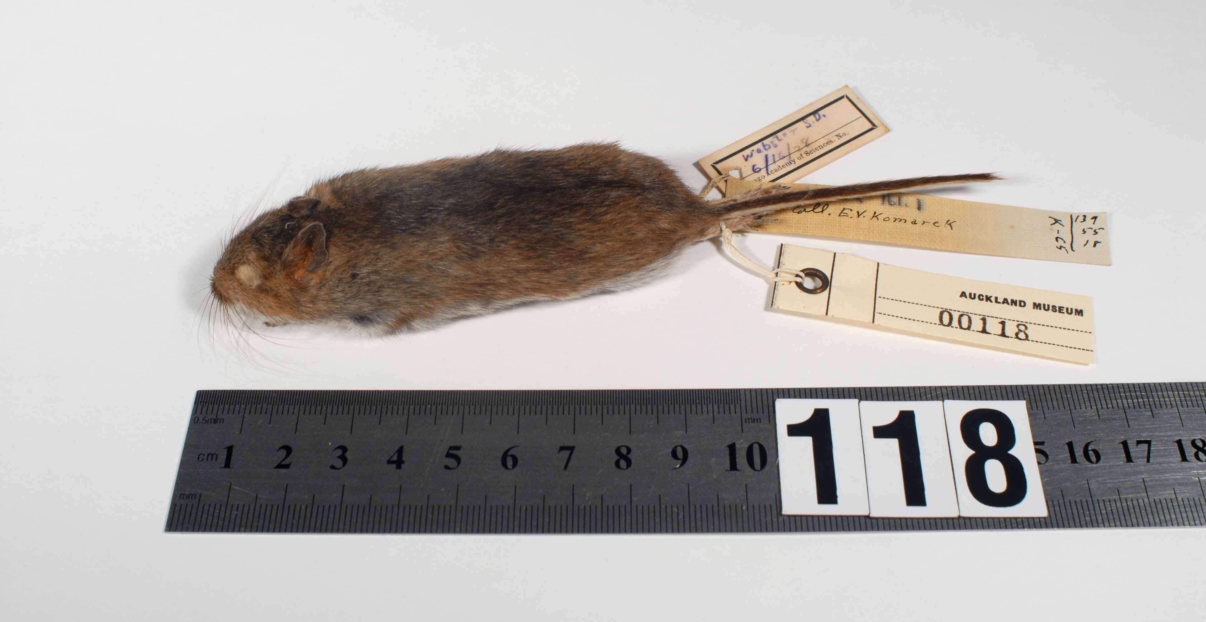 Image of Deer Mouse