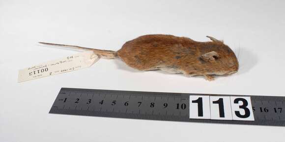 Image of wood mouse, long-tailed field mouse