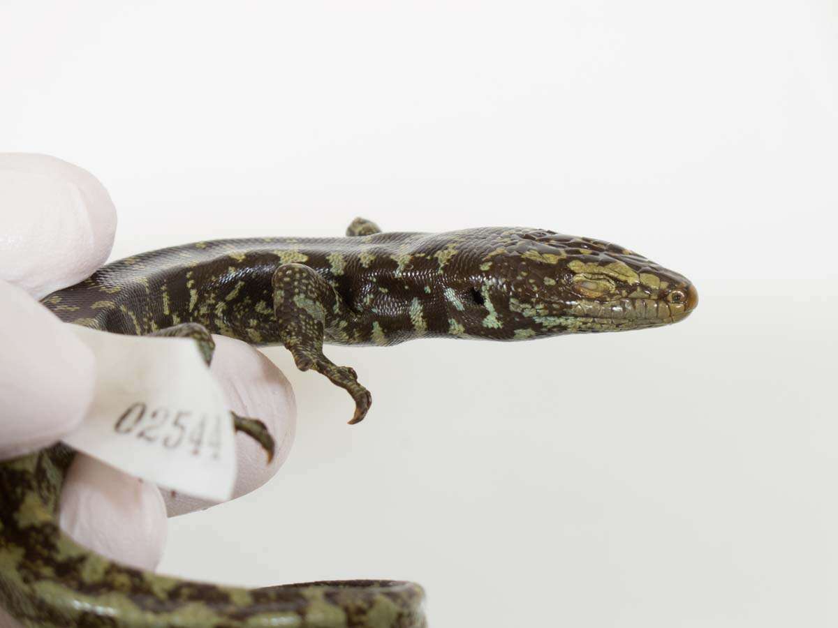 Image of Otago Skink