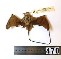 Image of Long-tailed Wattled Bat