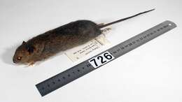 Image of Pacific Rat