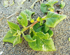 Image of New Zealand spinach