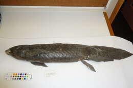 Image of Australian lungfish