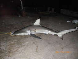 Image of Galapagos Shark