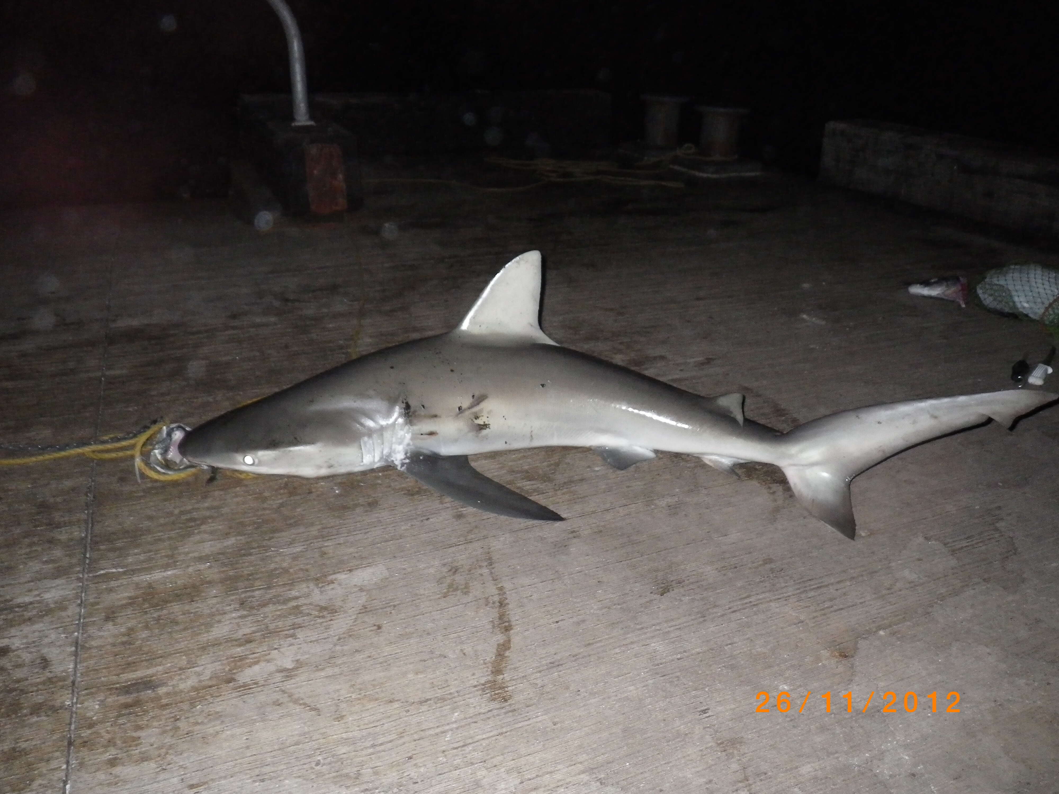 Image of Galapagos Shark