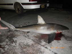 Image of Galapagos Shark